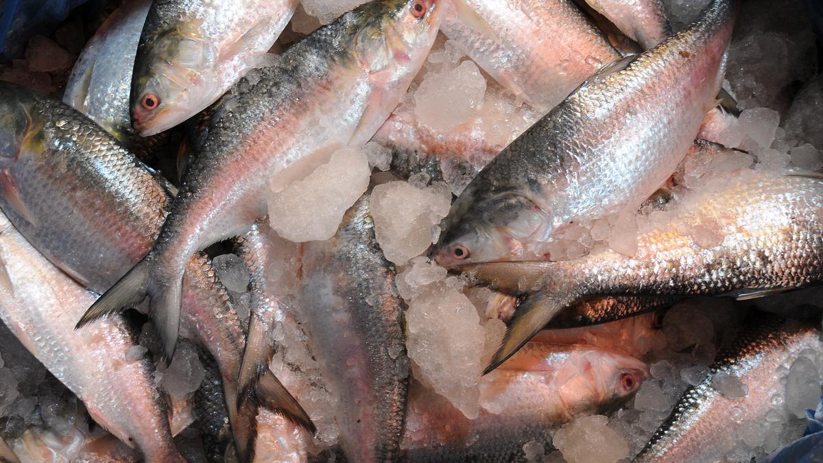 Why is Bangladesh sending less Hilsa Fish to India this year?