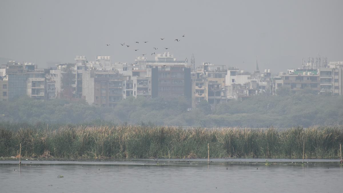 When Nature leaves the city!