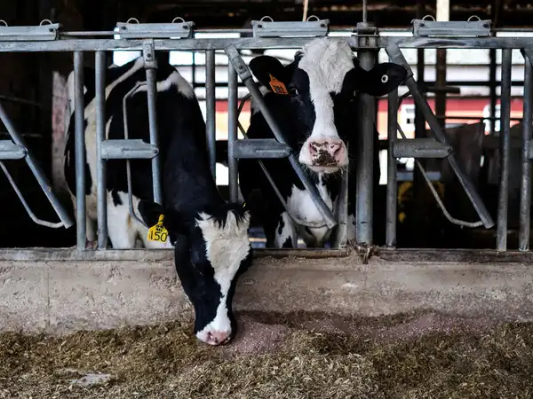 Cows eating meat? India halts U.S. dairy over shocking 'non-veg milk' claim!