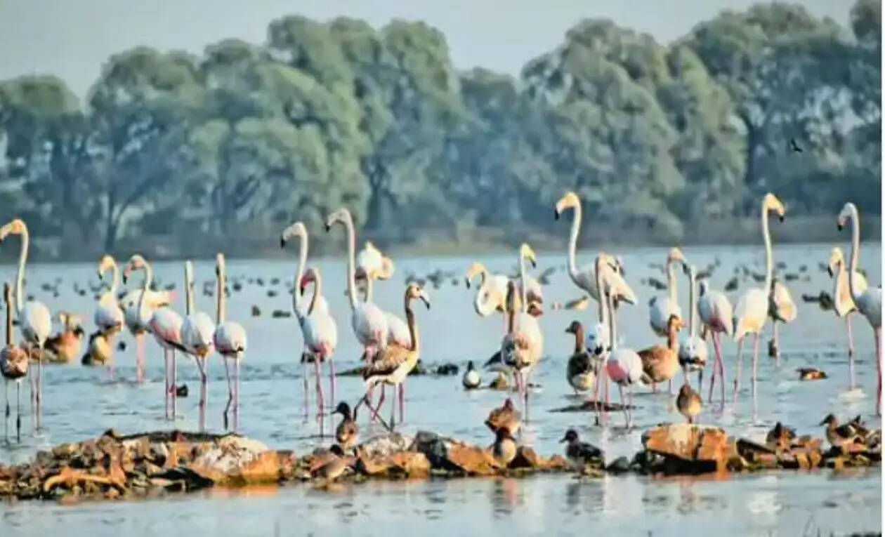 Menar: Rajasthan’s Bird-Village Goes Global!