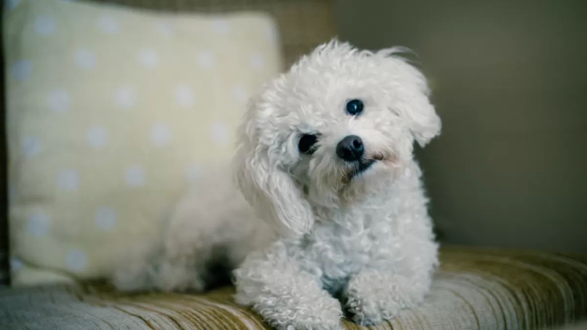 The Surprising Reason Your Dog Tilts Its Head When You Talk!
