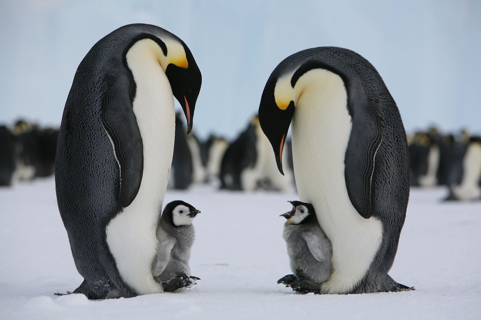 Penguins in the Wild: 7 Bucket List Destinations