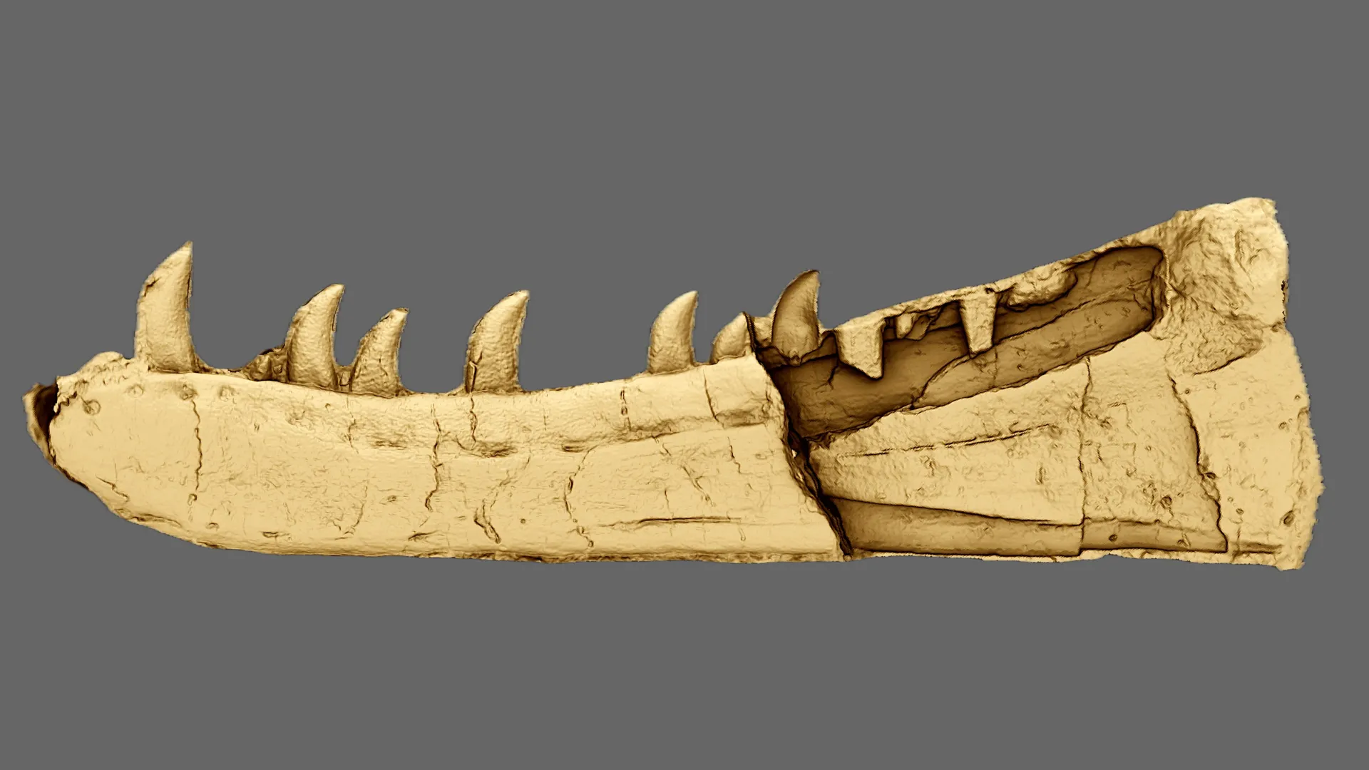 125 years hidden… This fossil finally reveals a terrifying new dinosaur!