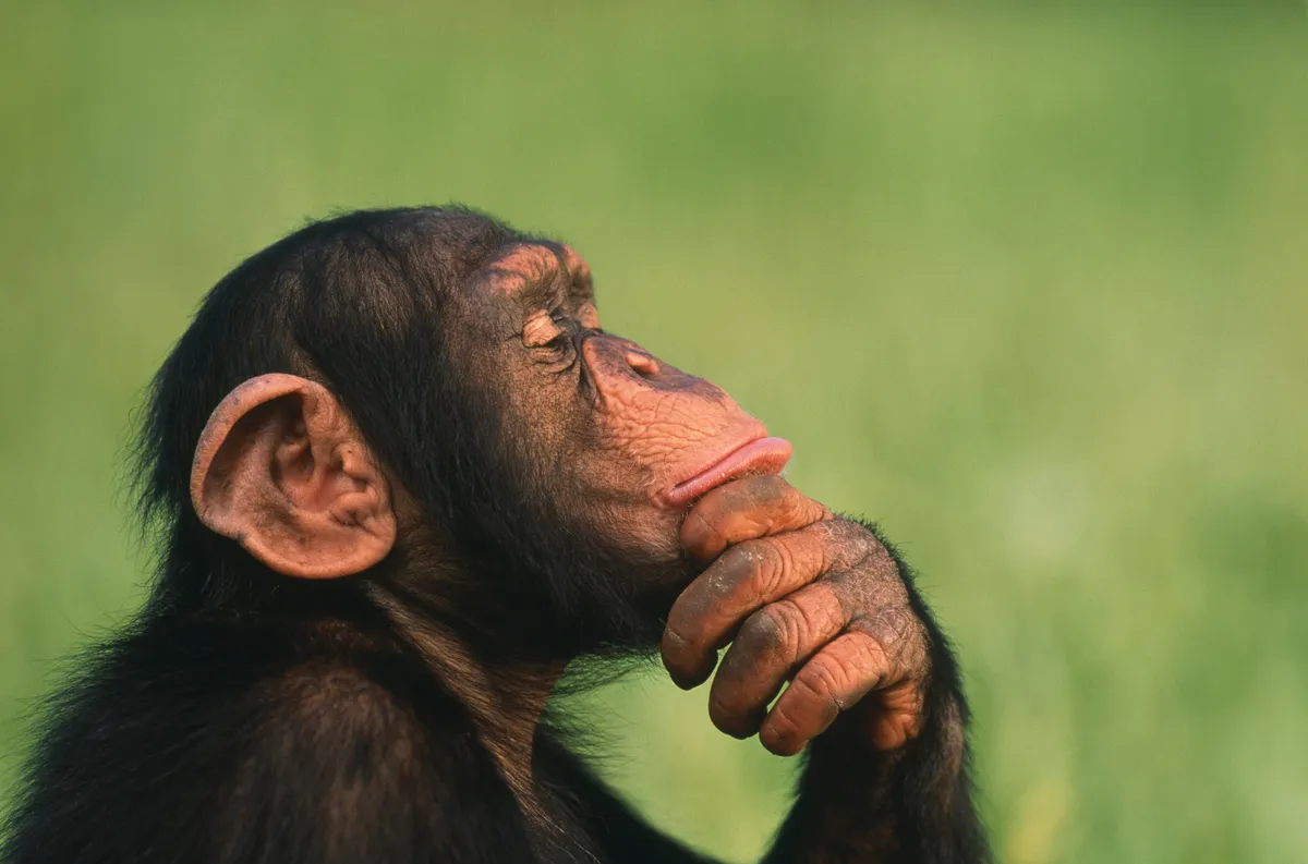 This animal has better memory than you!