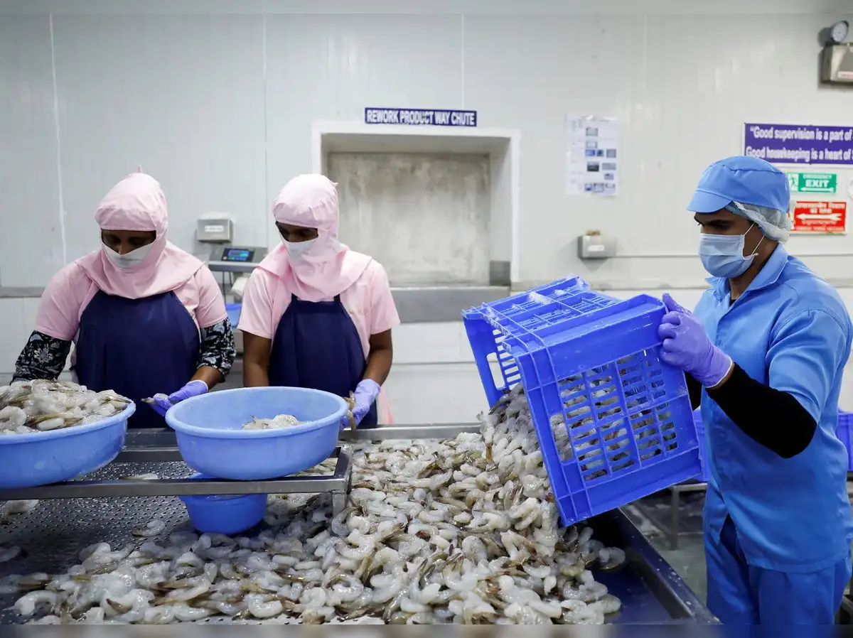 Are Trump’s tariffs sinking India’s shrimp industry?
