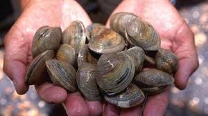 This traditional seafood may be the future of sustainable food!
