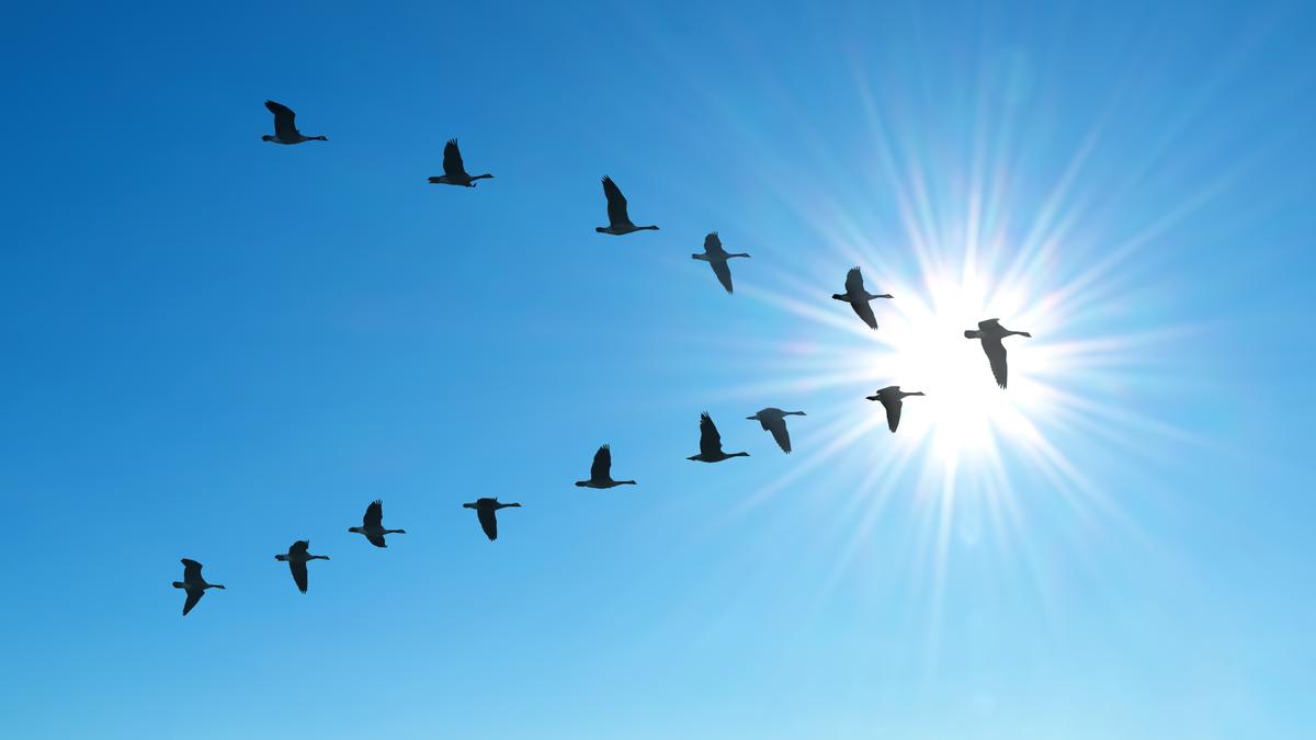 Ever wondered why birds fly in a 'V'? The science will surprise you!