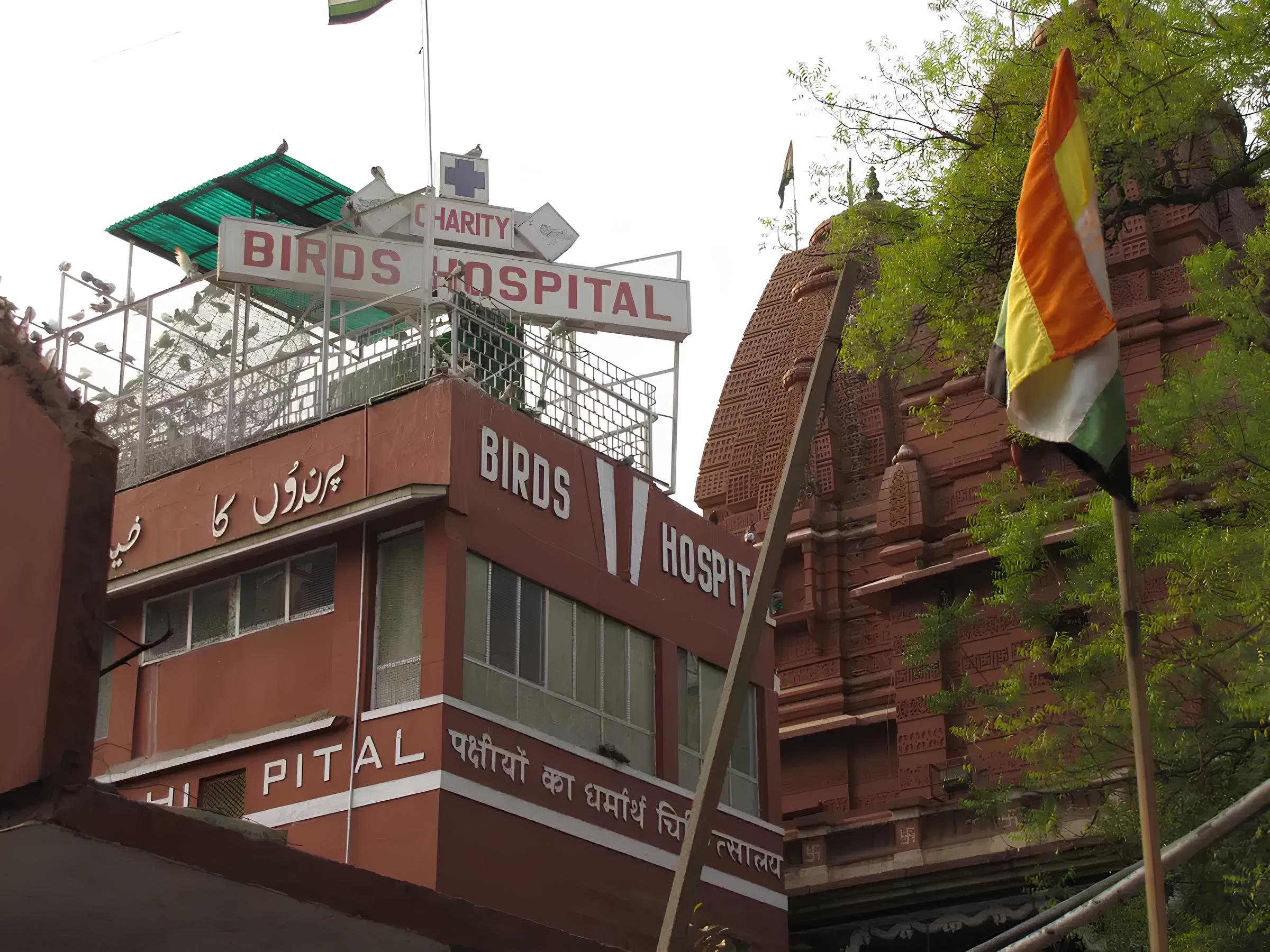Dive into the history of India's first Bird Hospital documentary: I will fly!