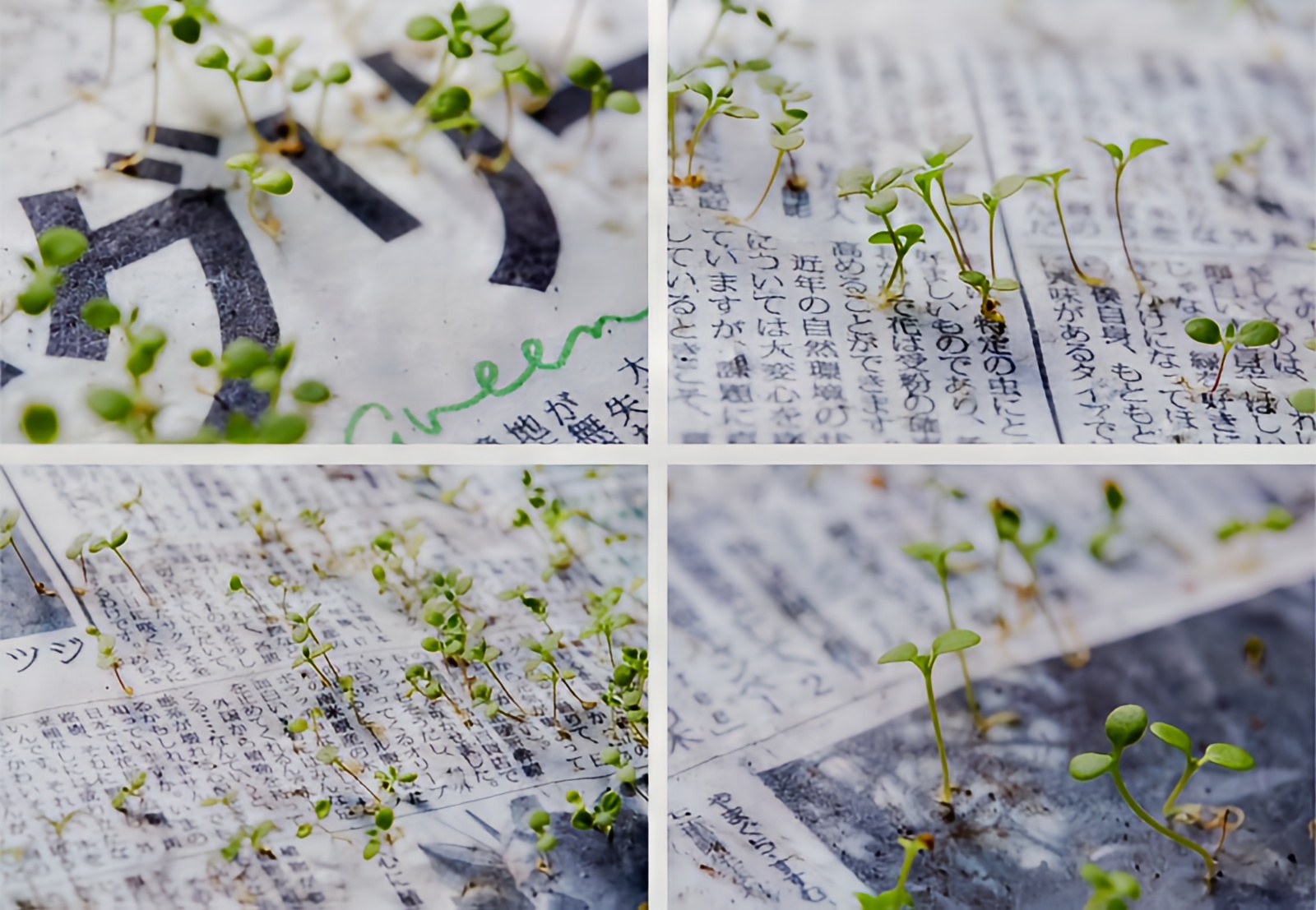 Japan’s Genius Newspaper Lets You Plant It and Watch It Grow!