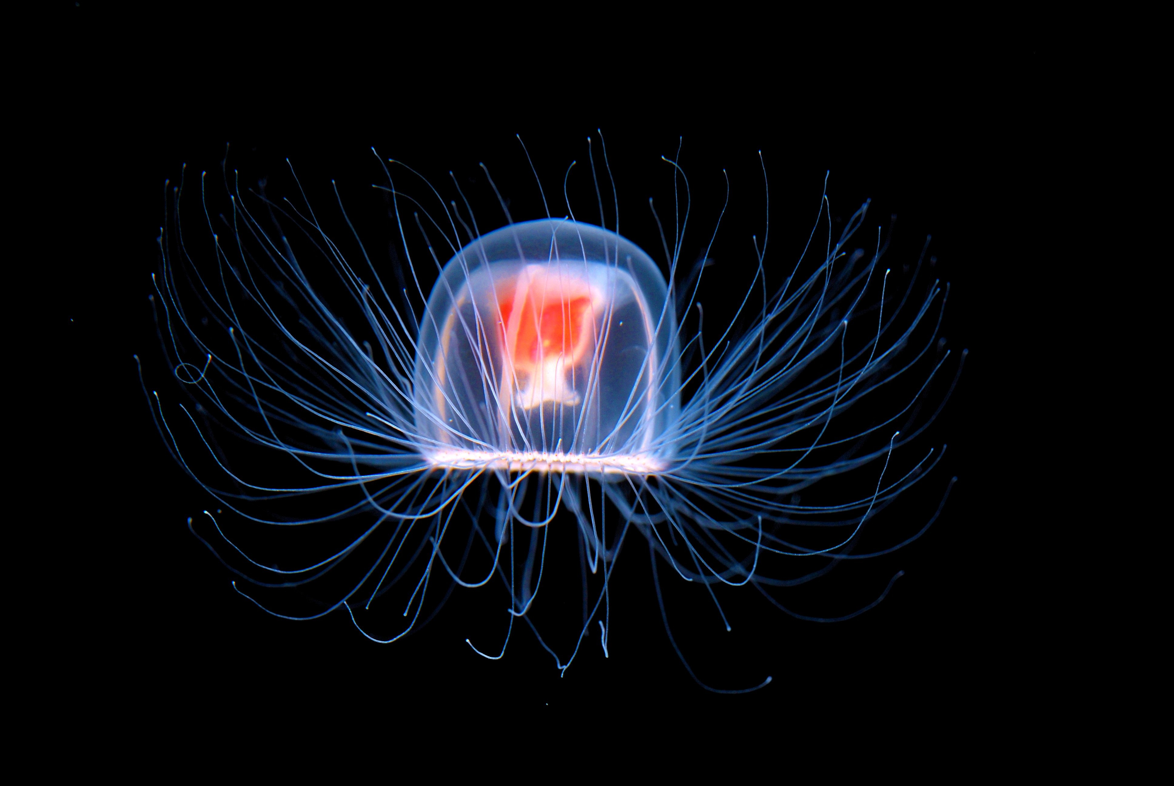 Stressed Out? This Jellyfish Rewinds Its Life Instead of Breaking Down!