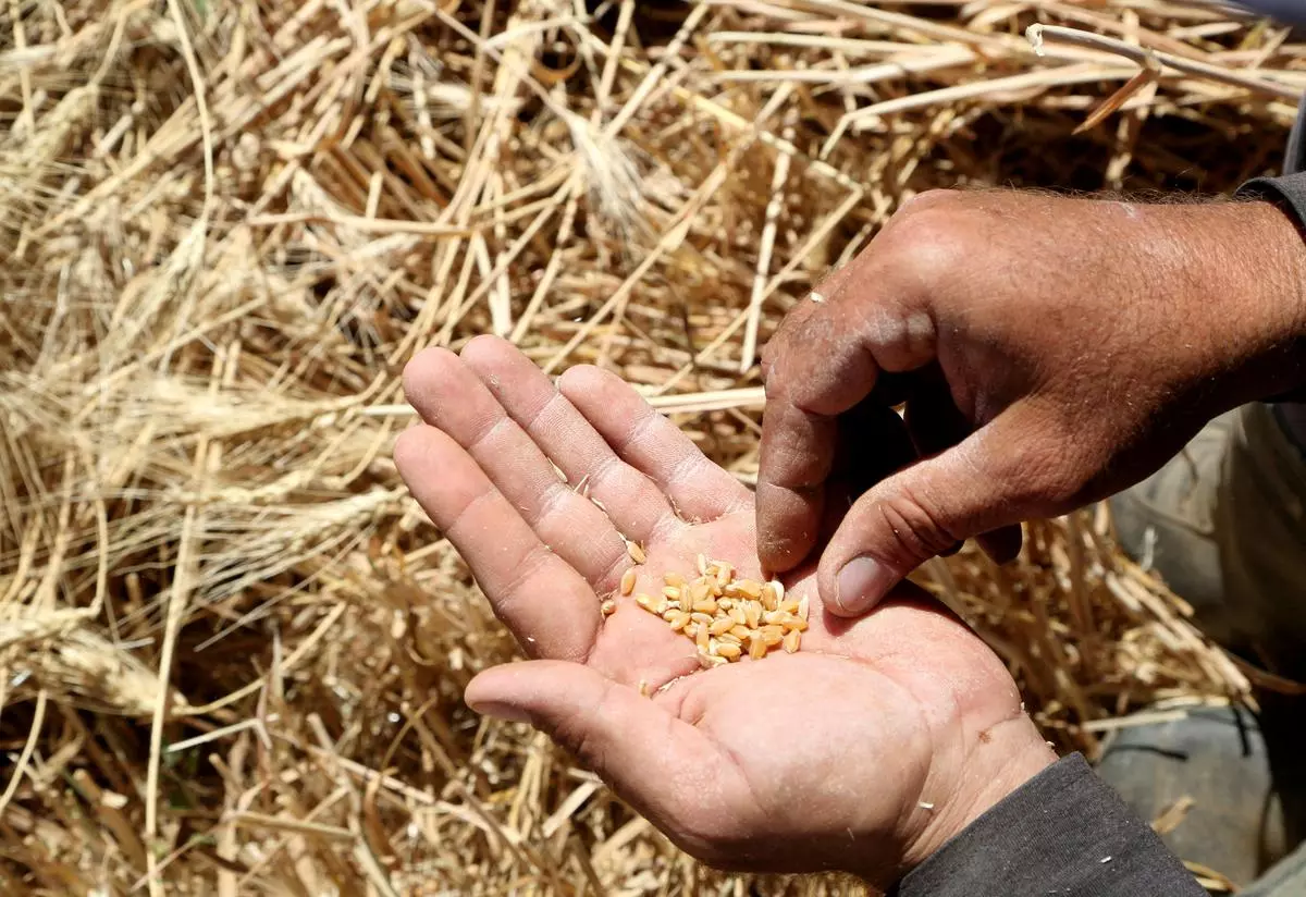 Govt Wheat Sales: 1.41 Lakh Tonnes Bought by Mills