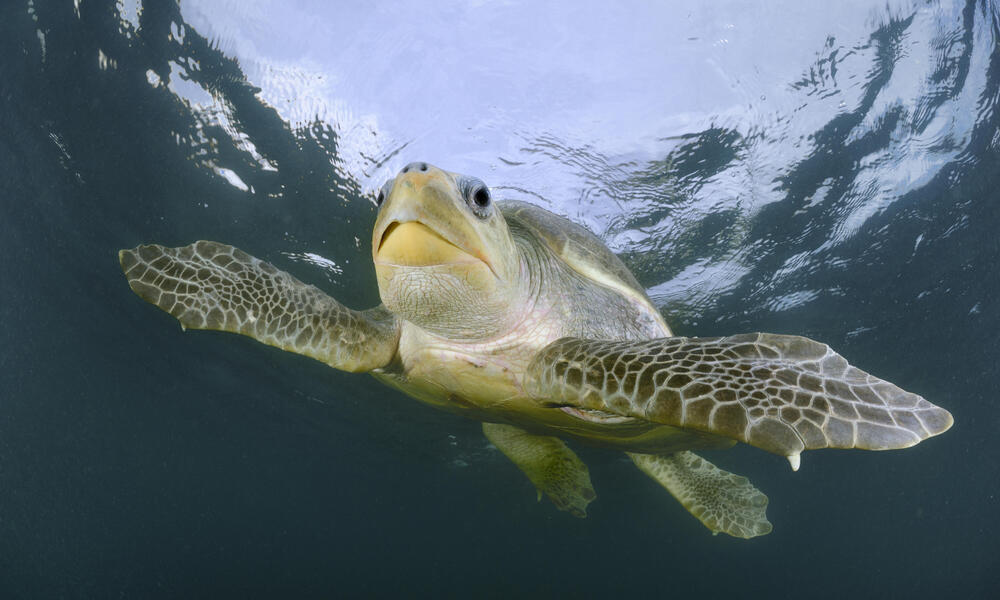 300 Dead in 2 Weeks: What’s Killing Tamil Nadu’s Olive Ridley Turtles?