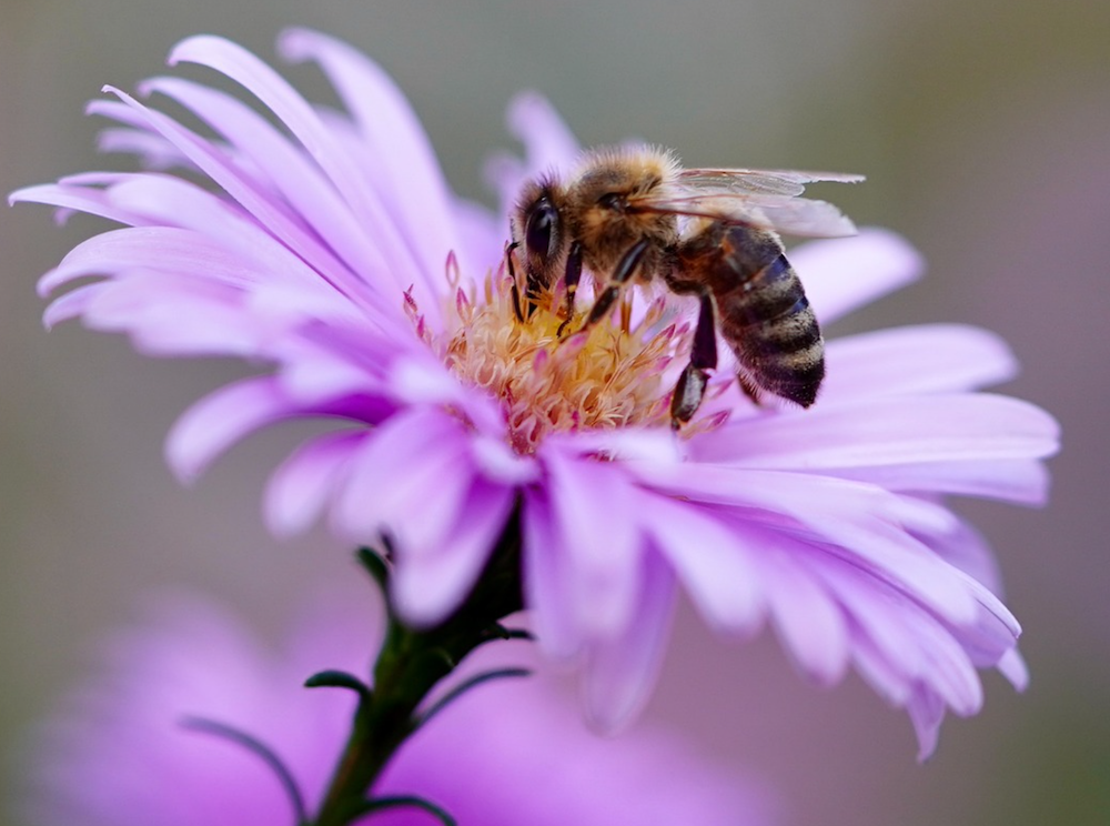 Fertilizer Overuse Harms Bees and Flowers