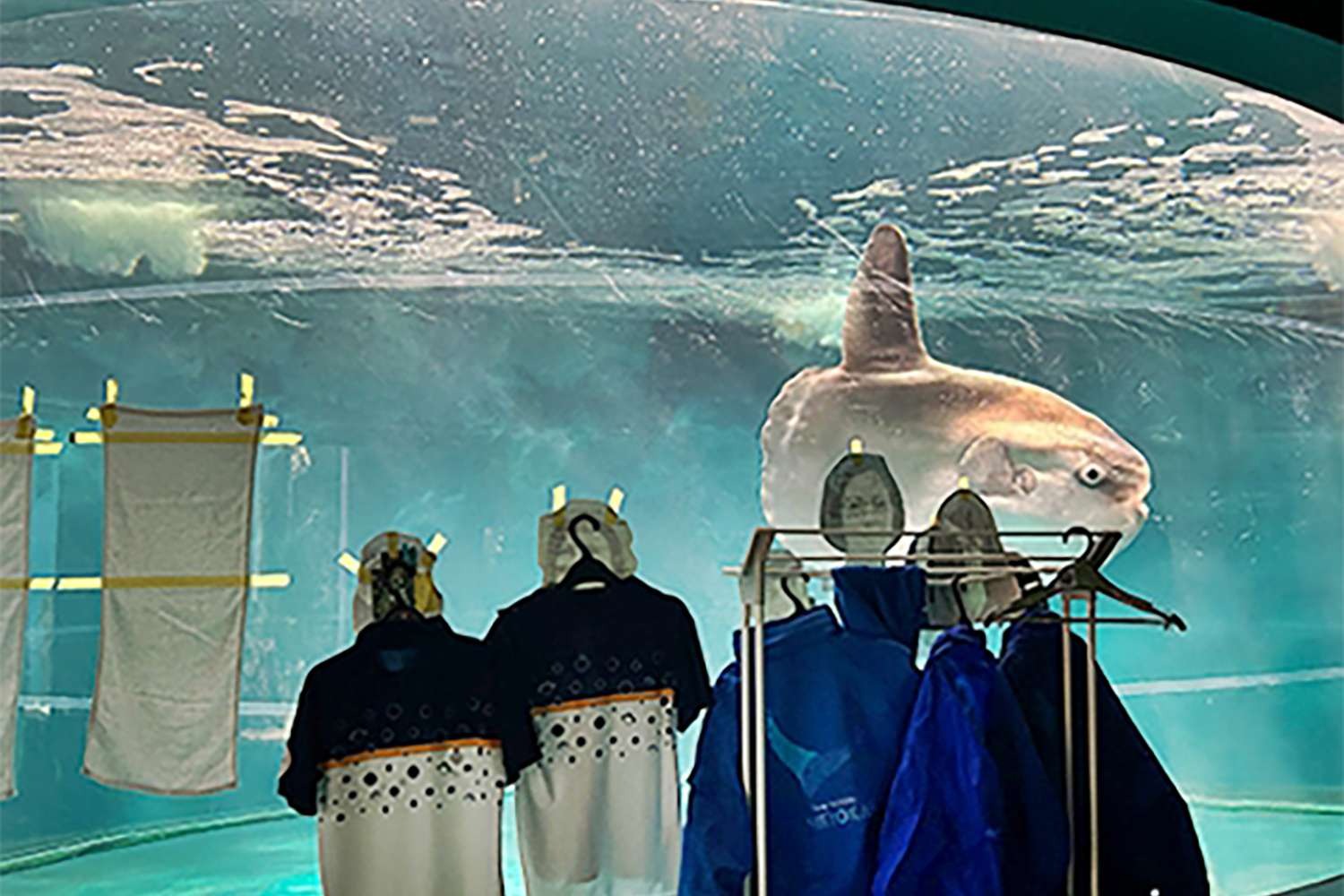 Lonely Sunfish Finds Comfort in Cardboard Cutouts at Japanese Aquarium