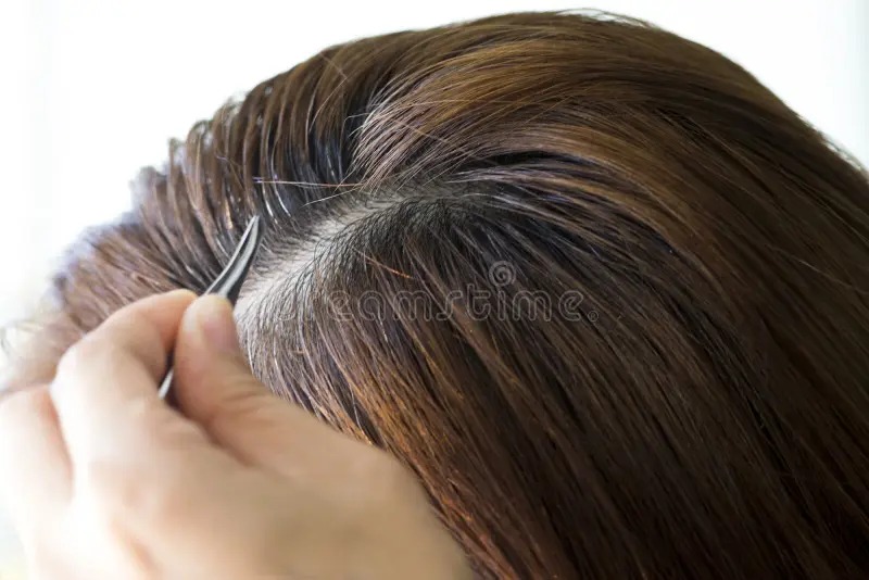 Does Plucking One Gray Hair Invite More?