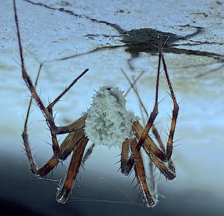 New ‘Zombie’ Fungus Named After Sir David Attenborough Infects Irish Cave Spiders