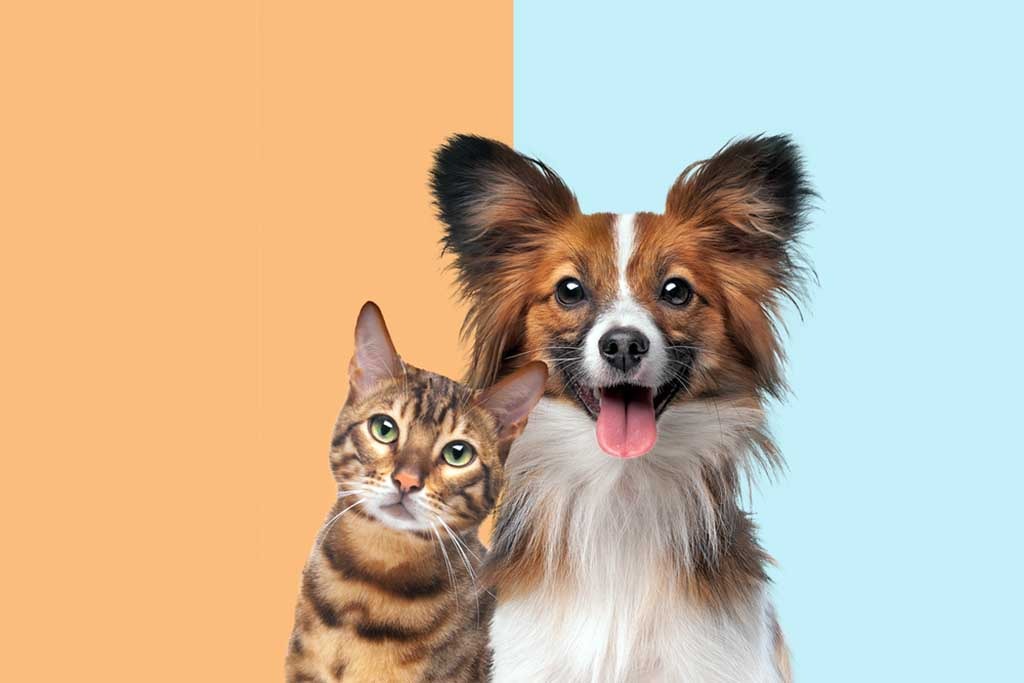 Which Pet is Right for You: The Dog or the Cat?