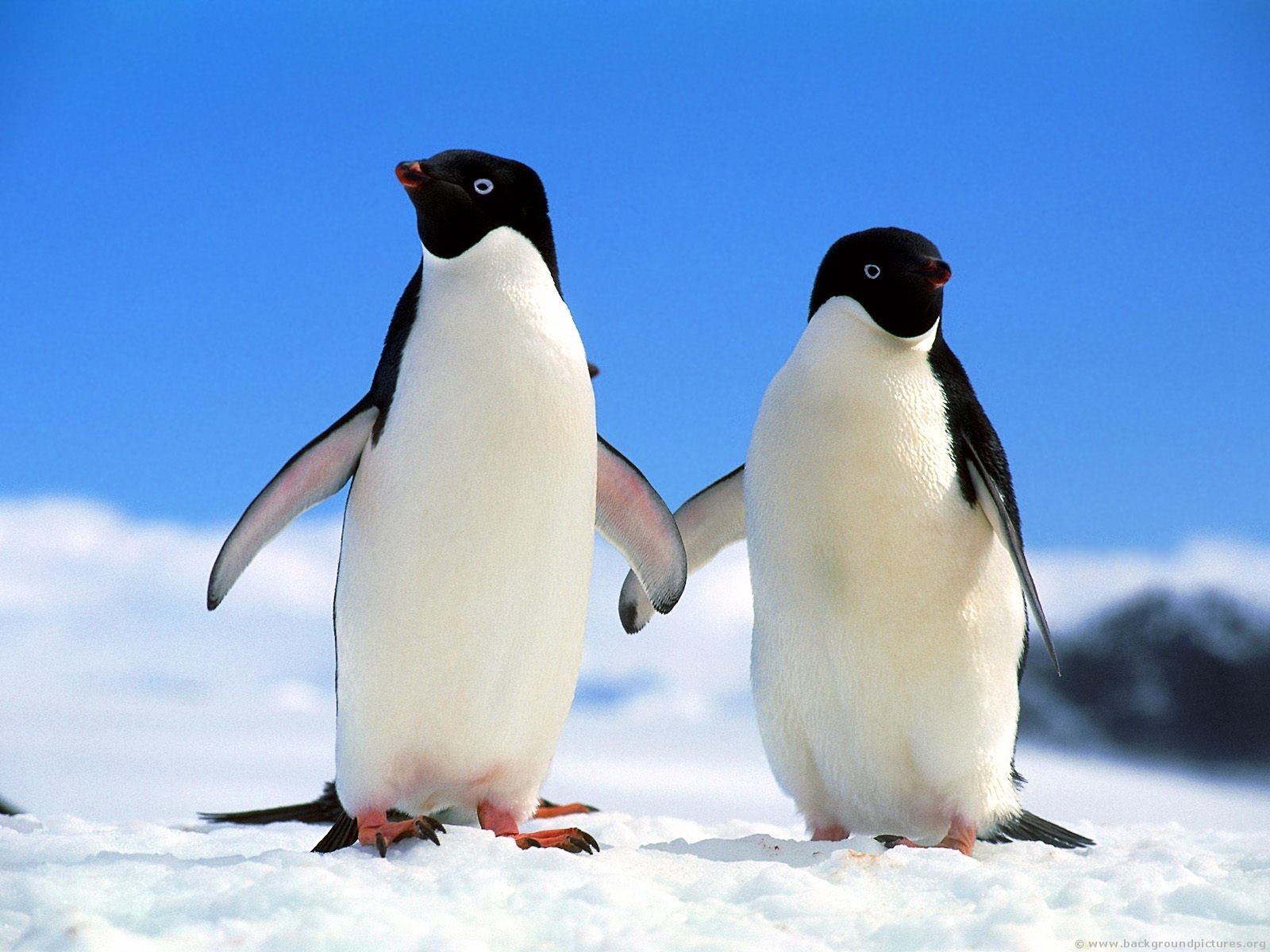 A Penguin’s Love Devotion and Partnership in the Antarctic