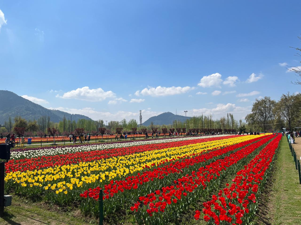 Srinagar’s Tulip Festival 2025: A Spectacular Bloom You Can’t Miss!