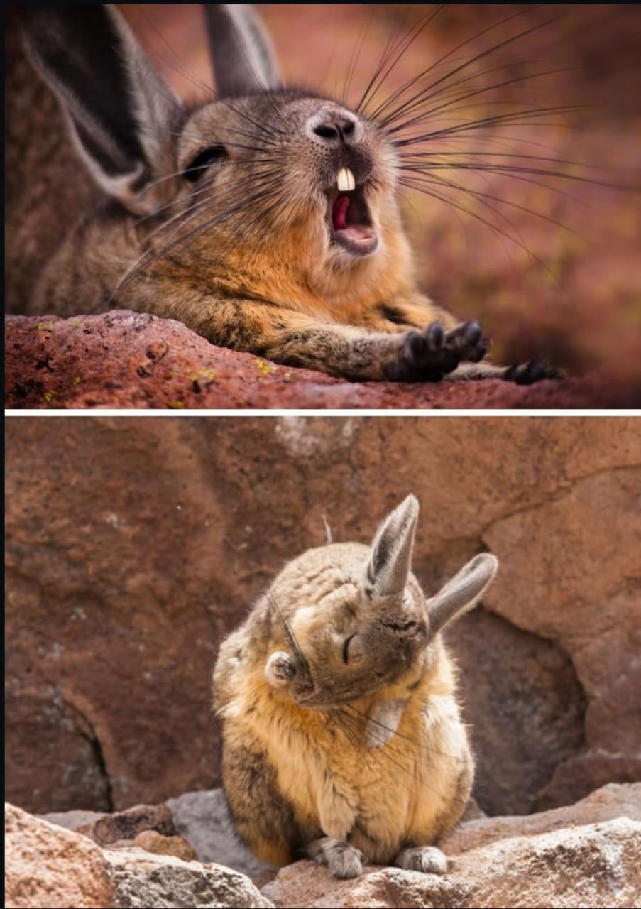 Meet the World’s Most Exhausted Animal—And Why Gen Z Relates to It So Much!