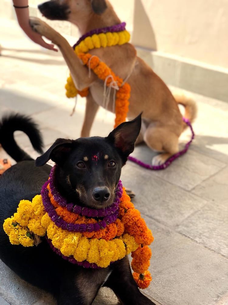 Nepal honors dogs like kings in this breathtaking festival !