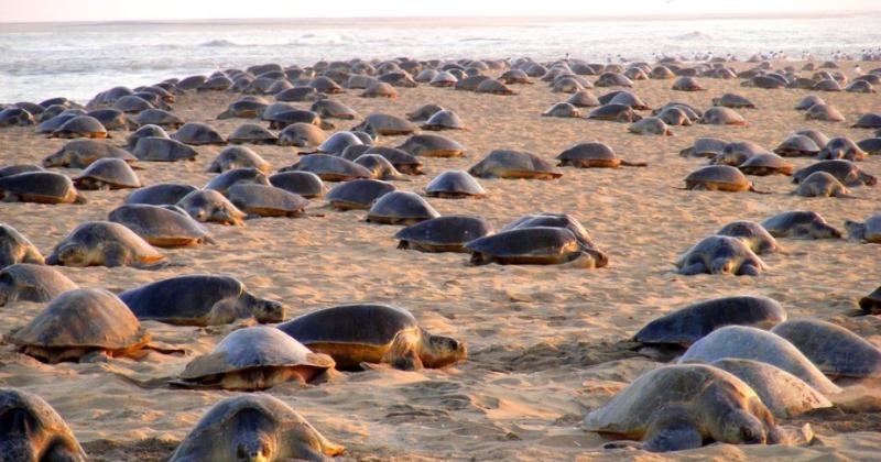 A magical event or a mystery of nature the great turtle gathering begins!