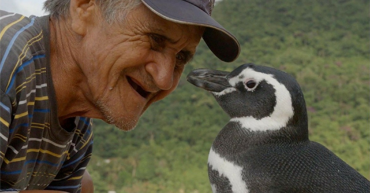 They say penguins can't fly, But this one travels 5,000 miles for love!