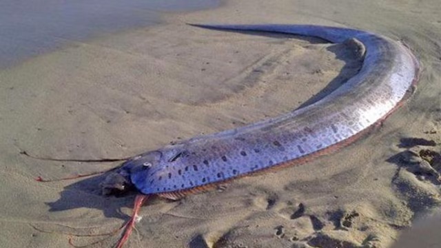 Doomsday Fish spotted in Mexico- Is nature warning Us?
