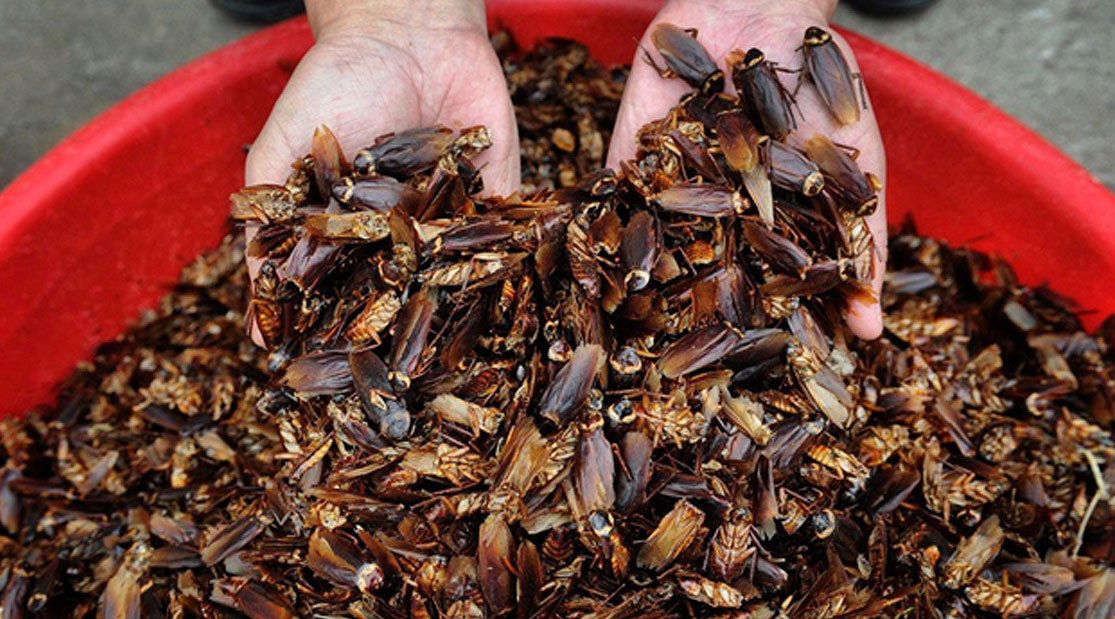 Cockroaches Turning Trash Into Treasure!