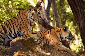 New Tiger Reserve Faces Unseen Threats: What Authorities Aren't Telling You!