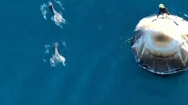 Dolphins Greet NASA Astronauts After SpaceX Splashdown! Watch Video