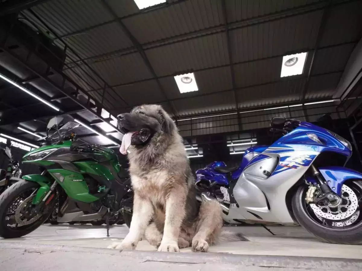 Is This India’s Most Expensive Pet? See Video!