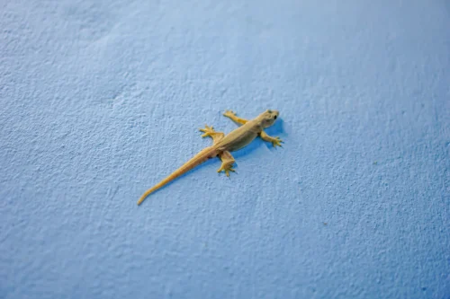 Keep Your Home Lizard-Free with These Tips!