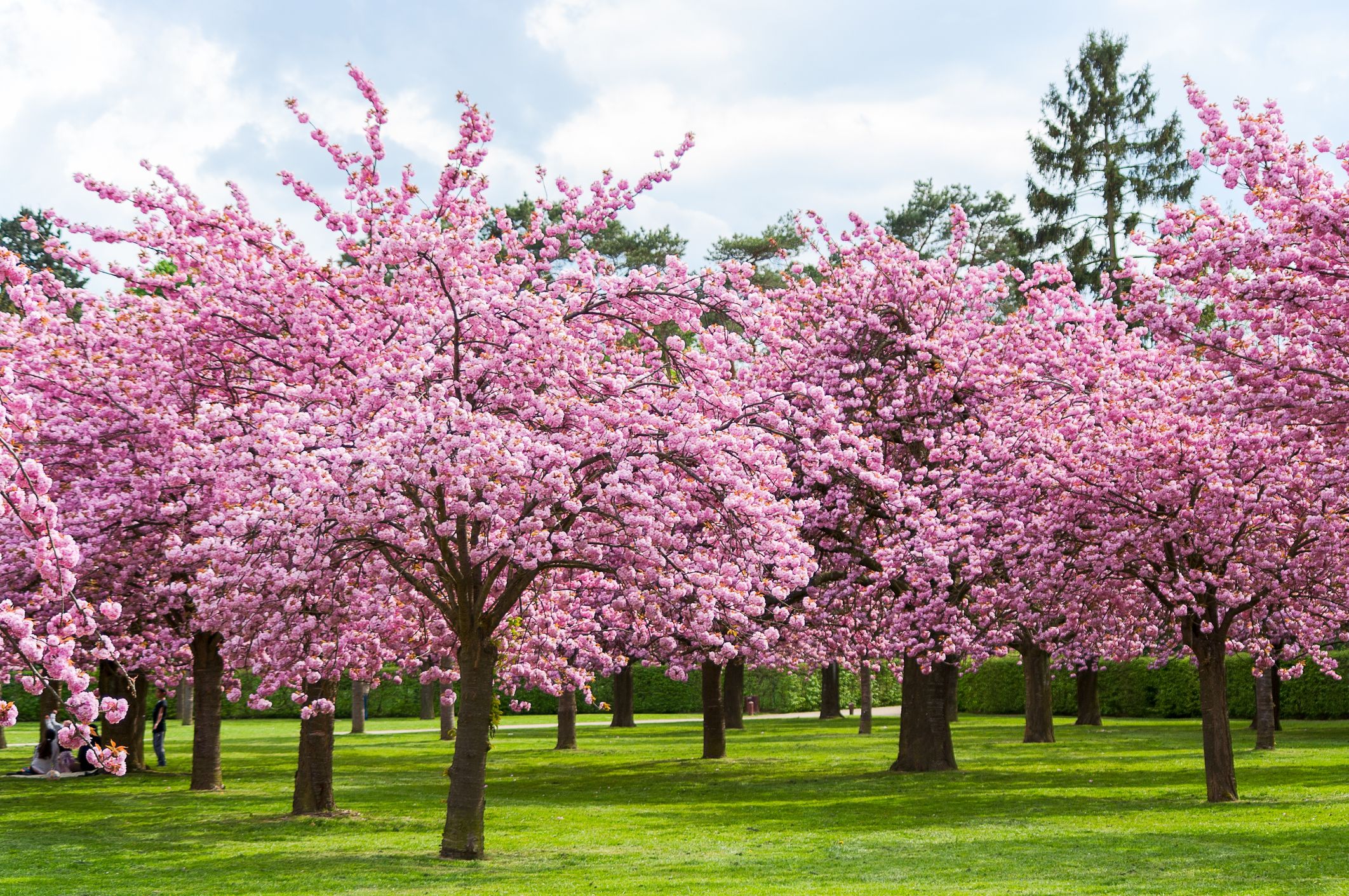 Sakura Ki Chhaya Mein Basant Ka Rang!