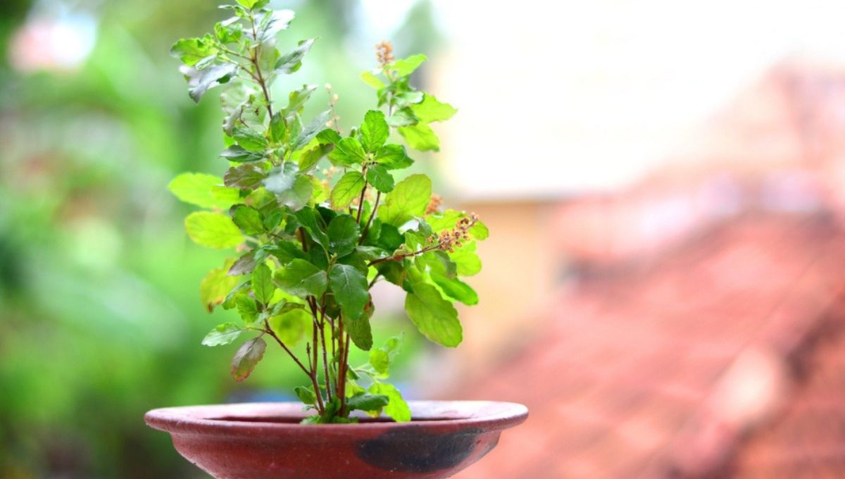 Is Your Tulsi Plant Dying? These Simple Tips Will Save It!