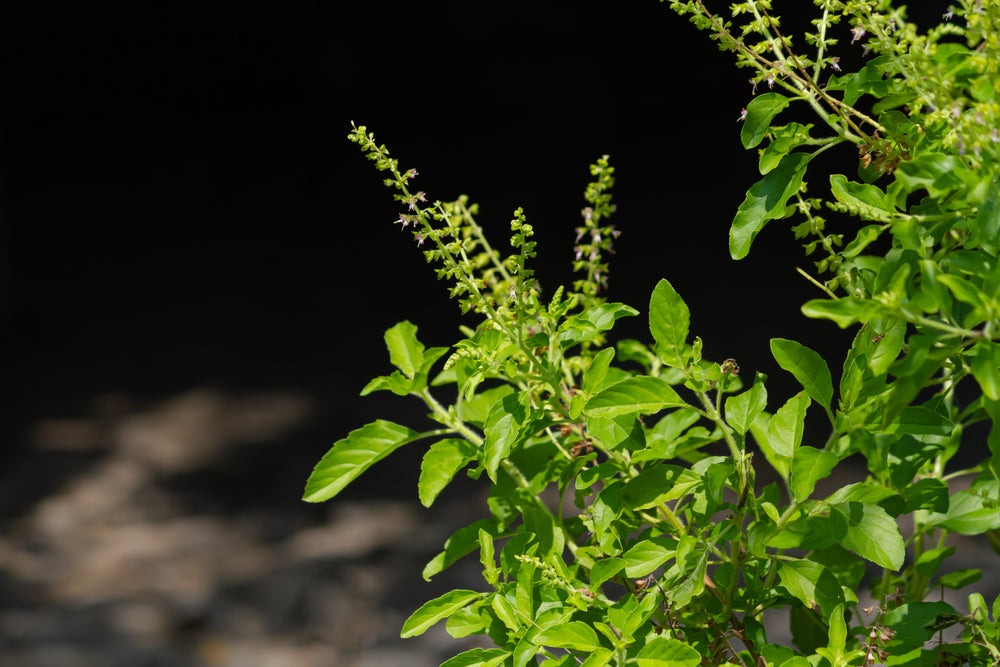 Why should Tulsi Ji not be touched in the evening?