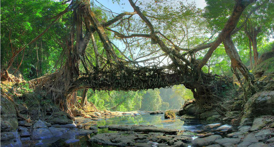Inside Asia’s Cleanest Village: How 500 Residents Turned Mawlynnong into paradise!