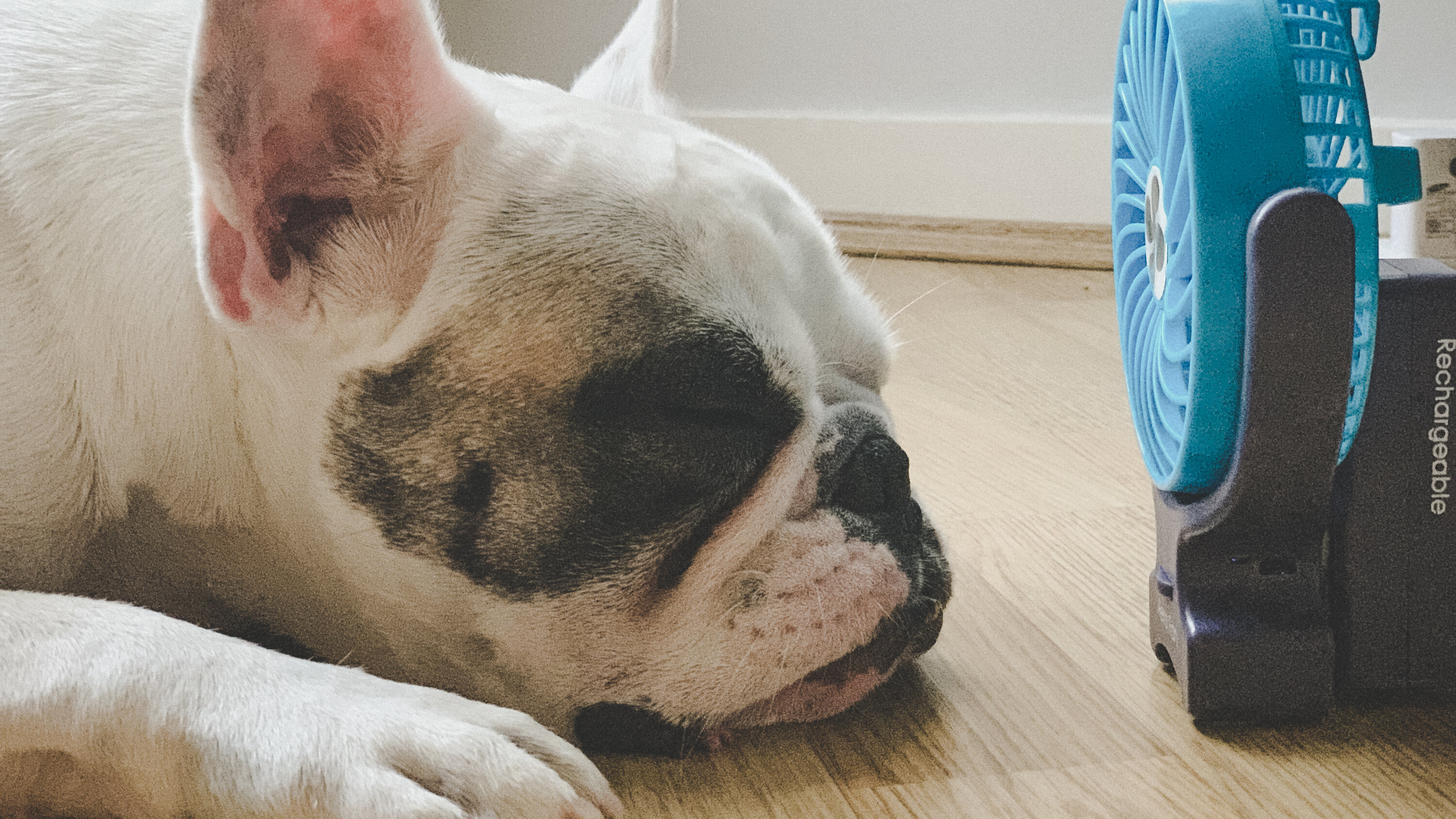 Is Your Dog Ready for the Heatwave?