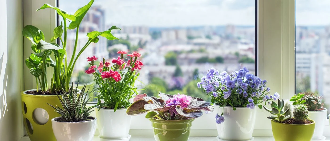 Top 7 Plants for Your Bedroom to Help You Sleep Better!