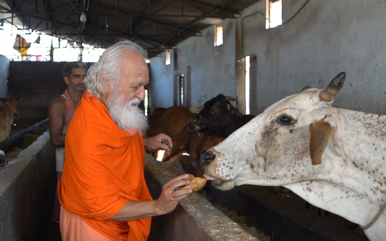 why Feeding the First Roti to a Cow Brings Prosperity!