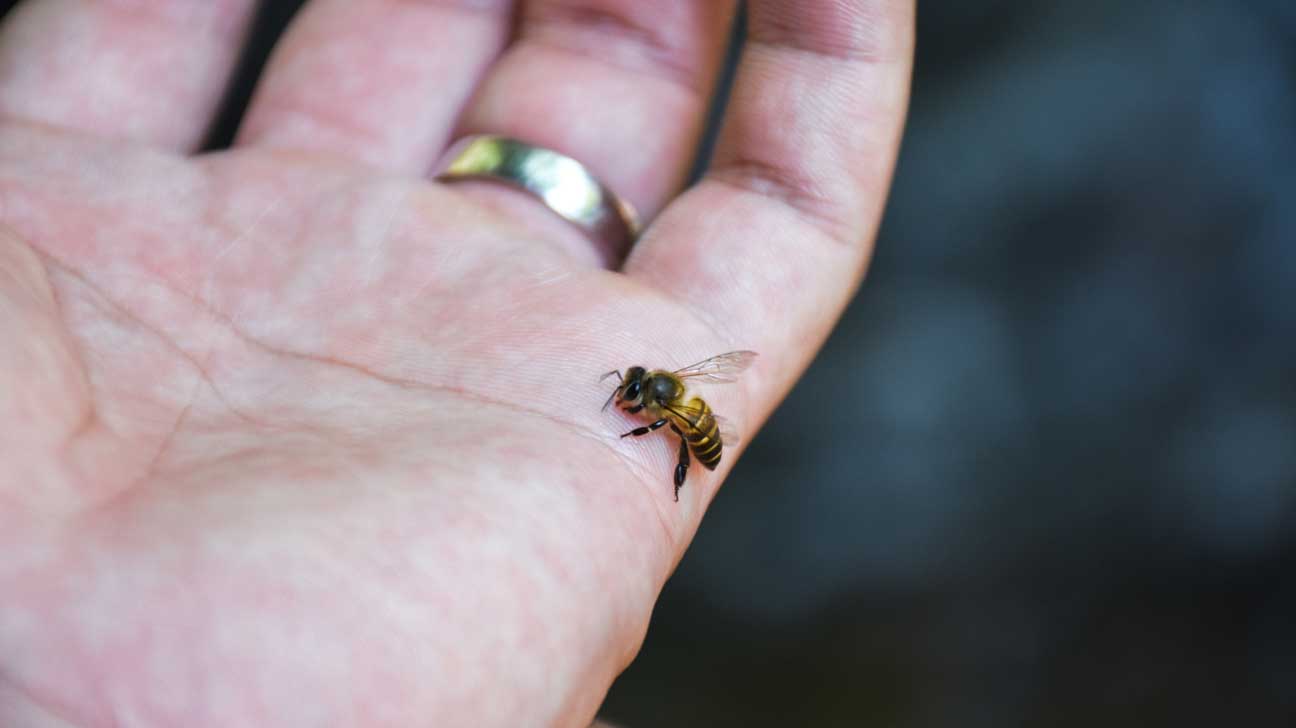 Bee Stings as Medicine?