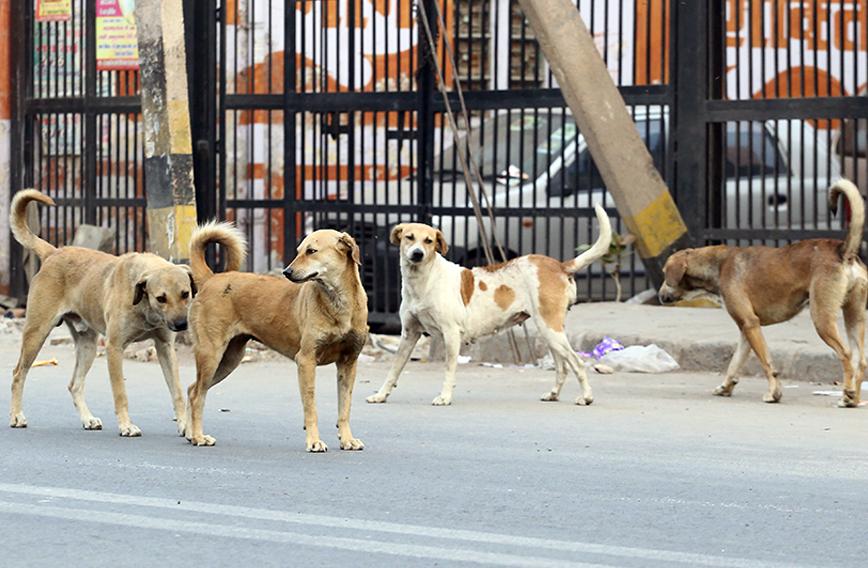 Rabies Outbreak Declared in Manipur! What You Need To Know?