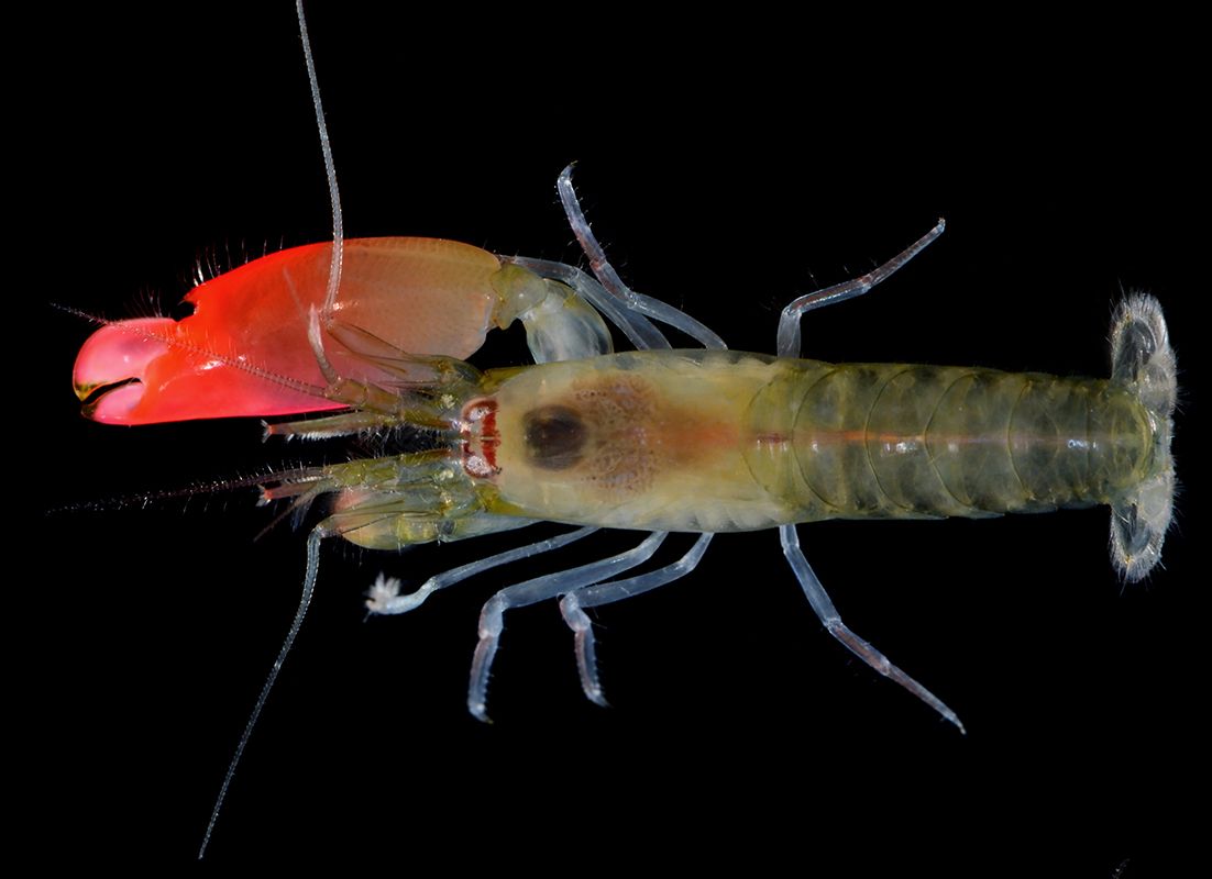 This Tiny Shrimp Can Create a Blast Hotter Than the Sun — Here’s How!