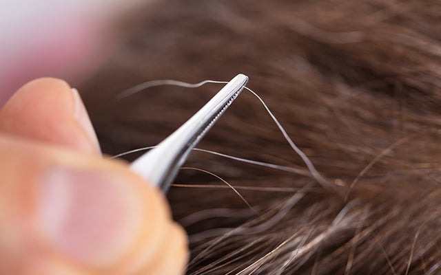 Does plucking white hair make them grow more?