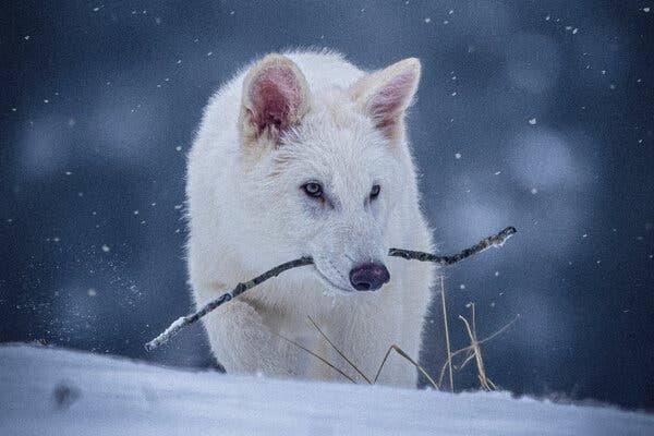 Scientists just resurrected dire wolves after 12,000 years.