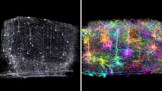 84,000 neurons. 500 million synapses. And it all started with The Matrix