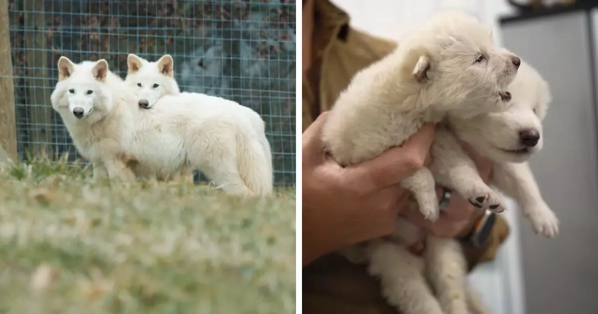The Game of Thrones wolf was real and now, it's being brought back to life?!