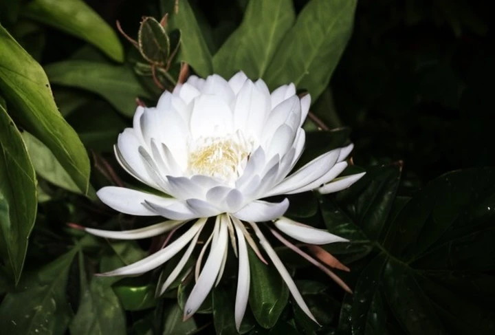This Flower Costs More Than a Mansion!