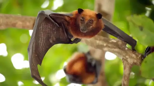 World's Biggest Bats You've Never Seen!