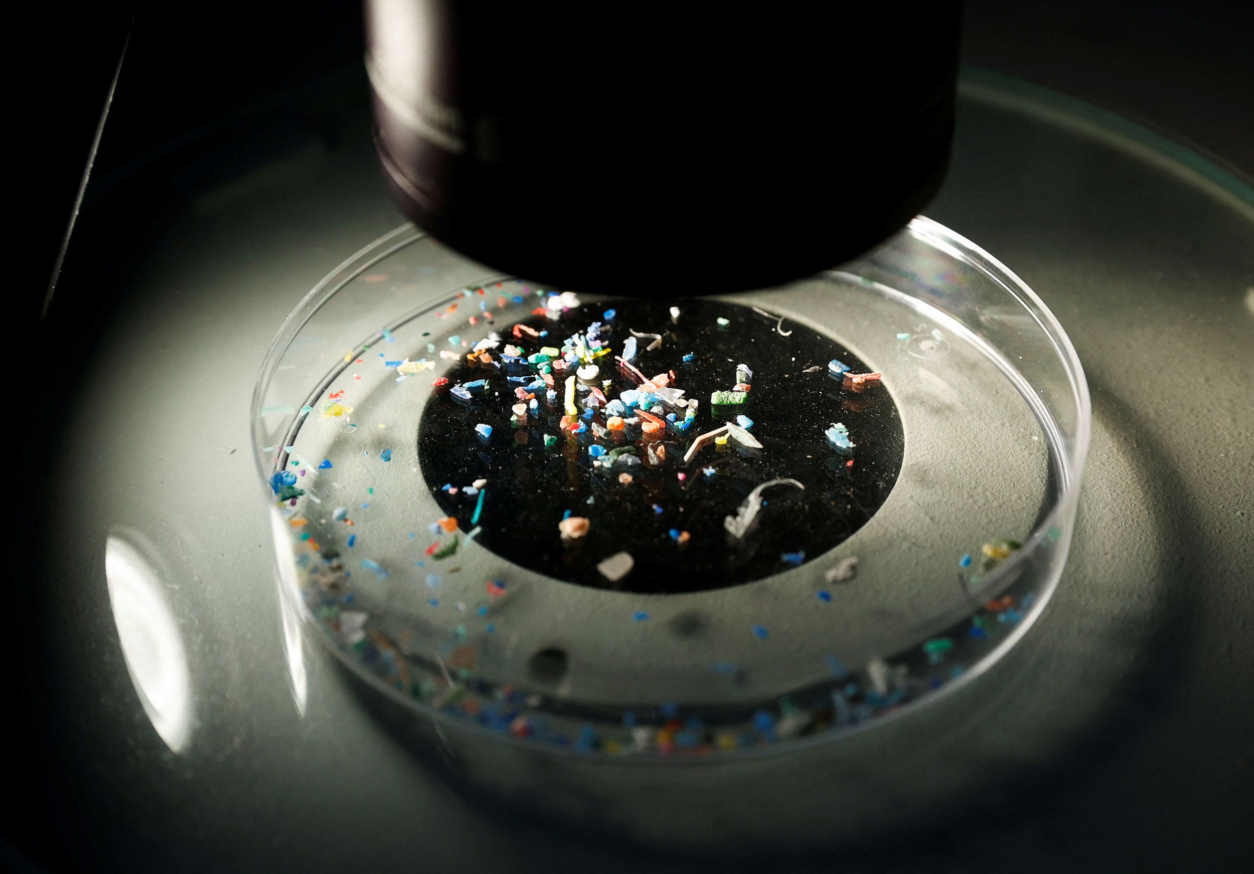 Scientists detect microplastics in human eggs—alarming fertility risk